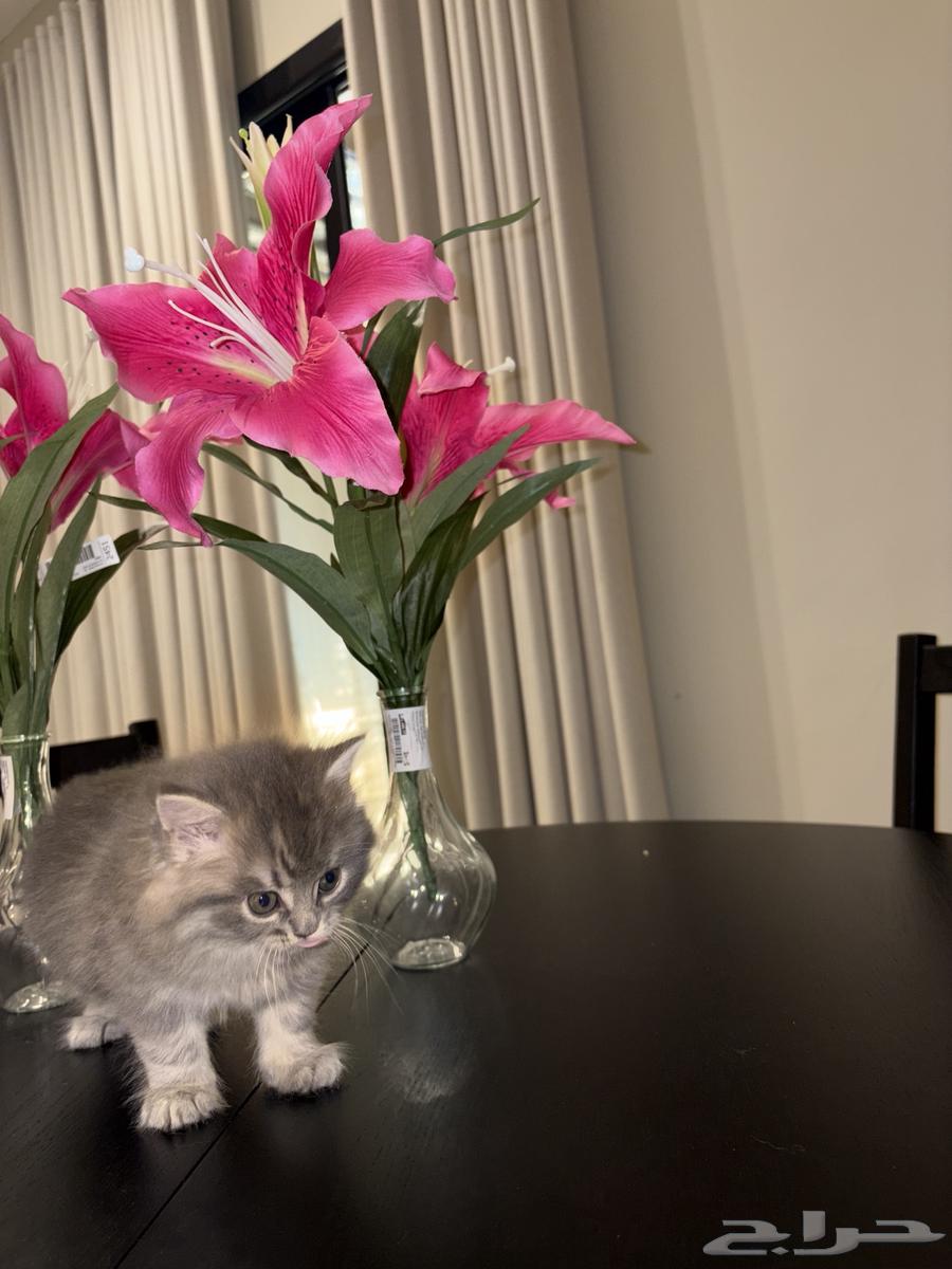 قطط شيراز العمر ثلاث أسابيع64343162487810114
