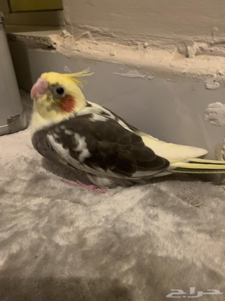 فرخ لاتنيو للبيع64237079331713112