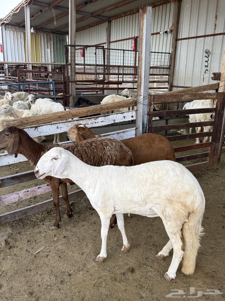 Rakhals Suwakn Jutha'at64345075535746113