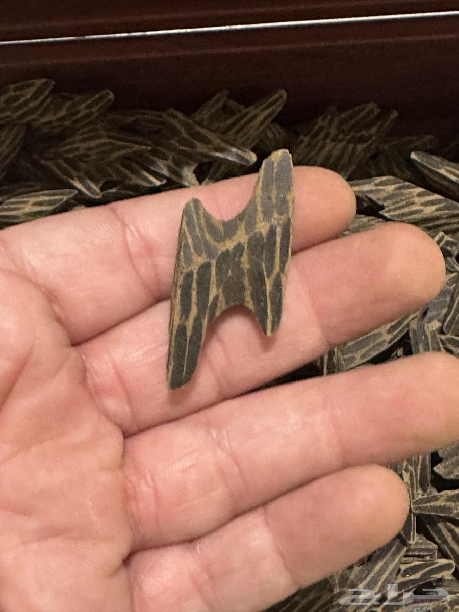 كمبودي تايقر64348363545346112