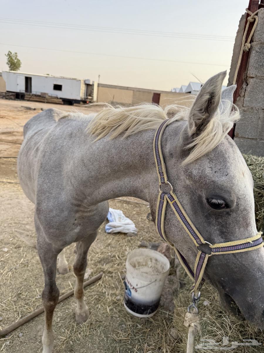 مهر ابو شعبي للبيع64343989330689111