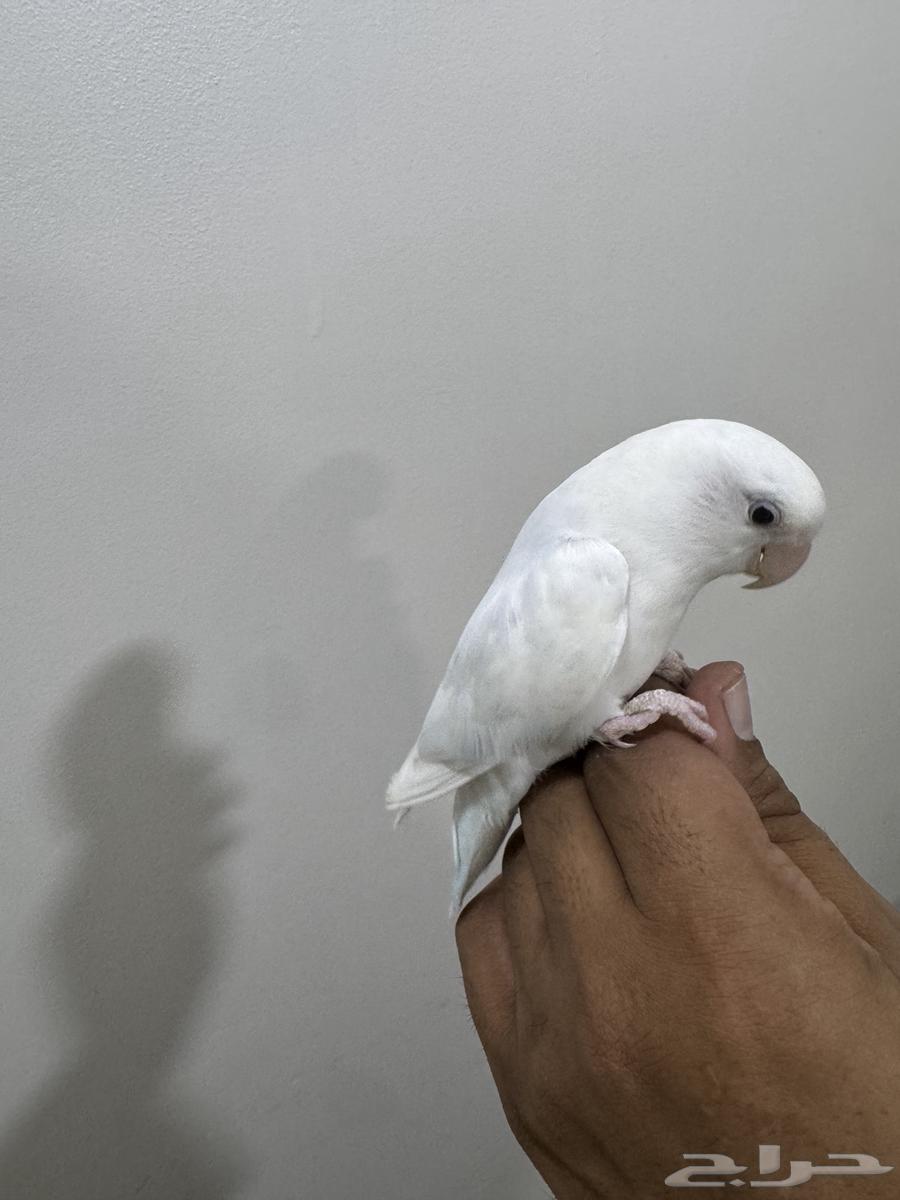 Day64345925815042113