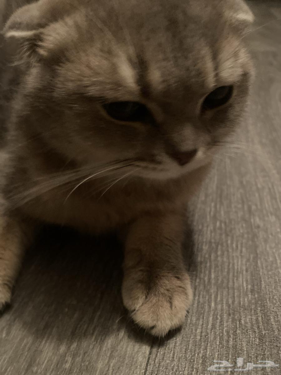 قطوه سكوتش فولد للبيع64348421907459110