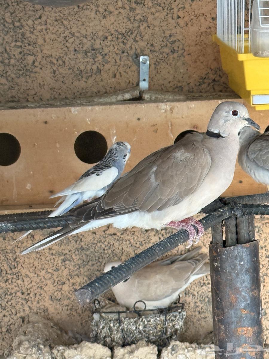 محمية طيور للبيع64345626688129112