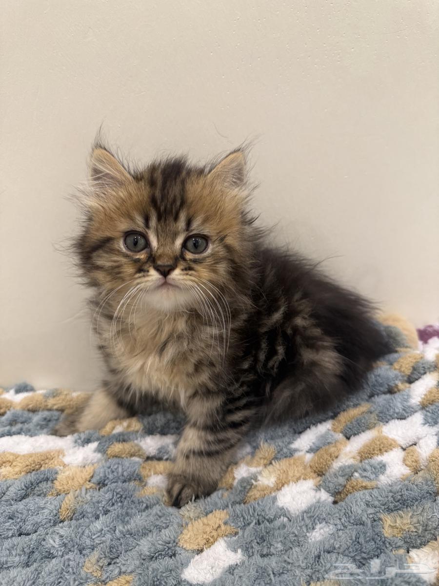 قطط كتنز للبيع64338838641667114