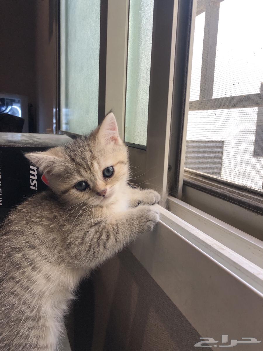 كتن سكوتش للبيع64336588512001111