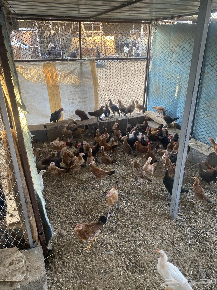 صيصان للبيع64344776992003110