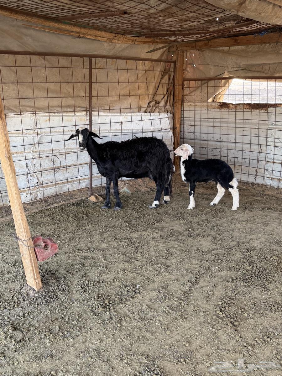 للبيع شاه حدرها رخل64344837081474112