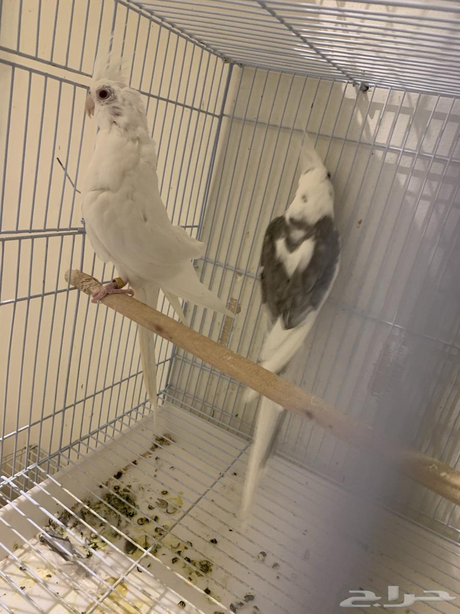 جوز كروان64341403715586113