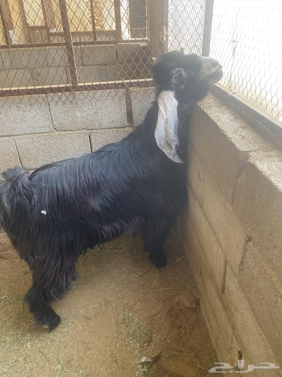 للبيع تيس عارضي معرف من الجهتين64339705519362114