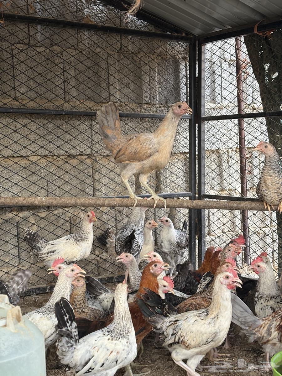 فرانيج بلدي64342653119362112