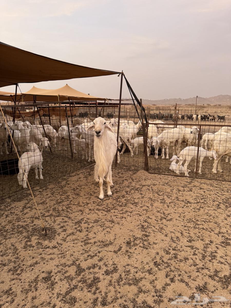 فحول للبيع64348187807491114