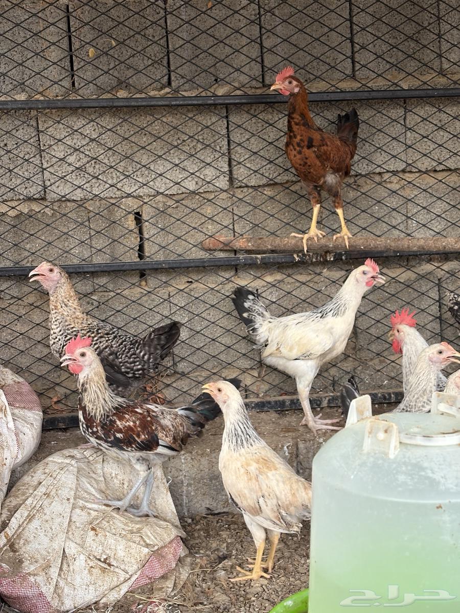 فرانيج بلدي64342653119362111