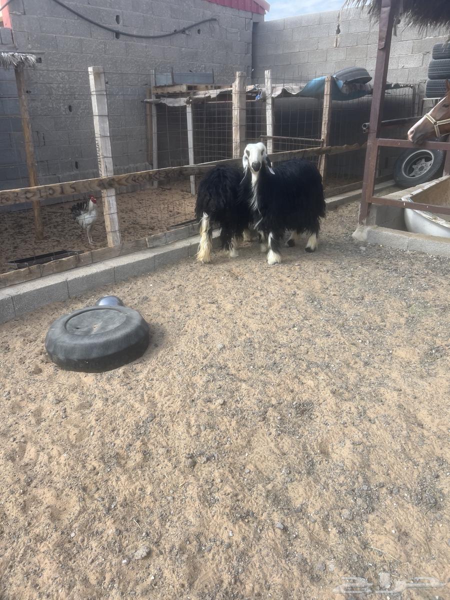 Najdi Twin Camels64339226205441114