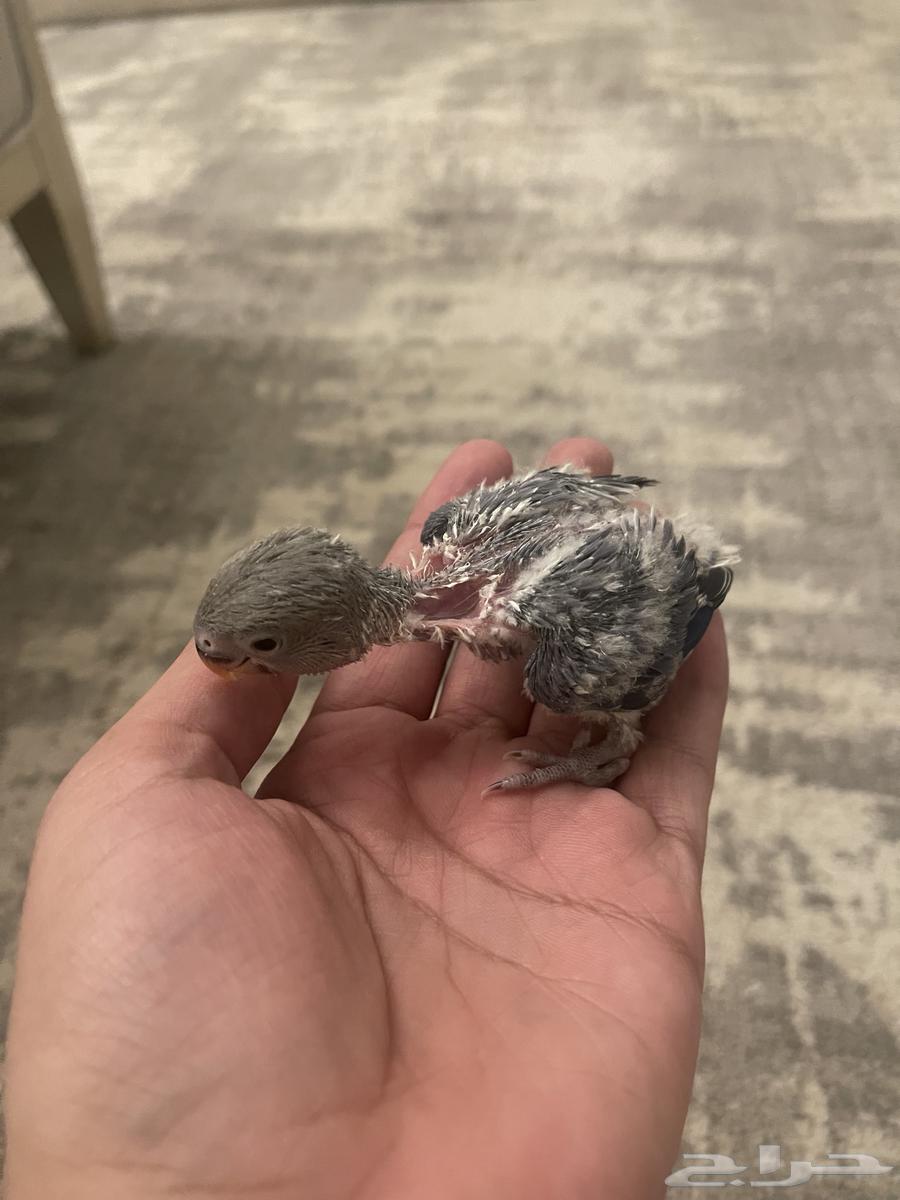 للبيع فروخ روز64341176288643111