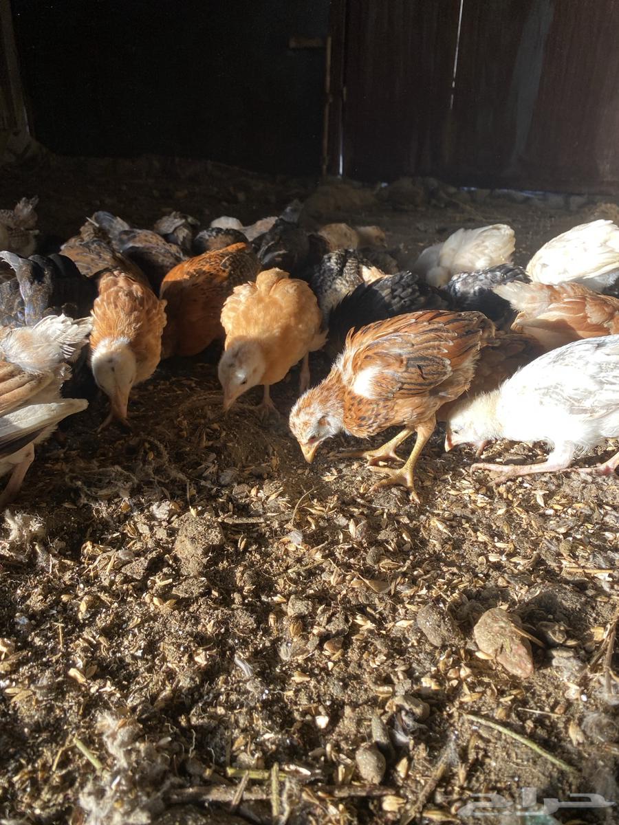 Chicks for sale, two months old63854392054658113