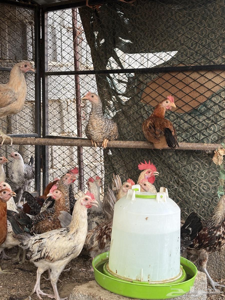 فرانيج بلدي64342653119362113