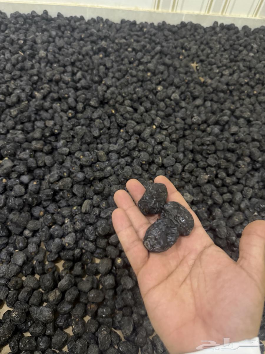 Ajwa Dates Ajwa64347222019587112