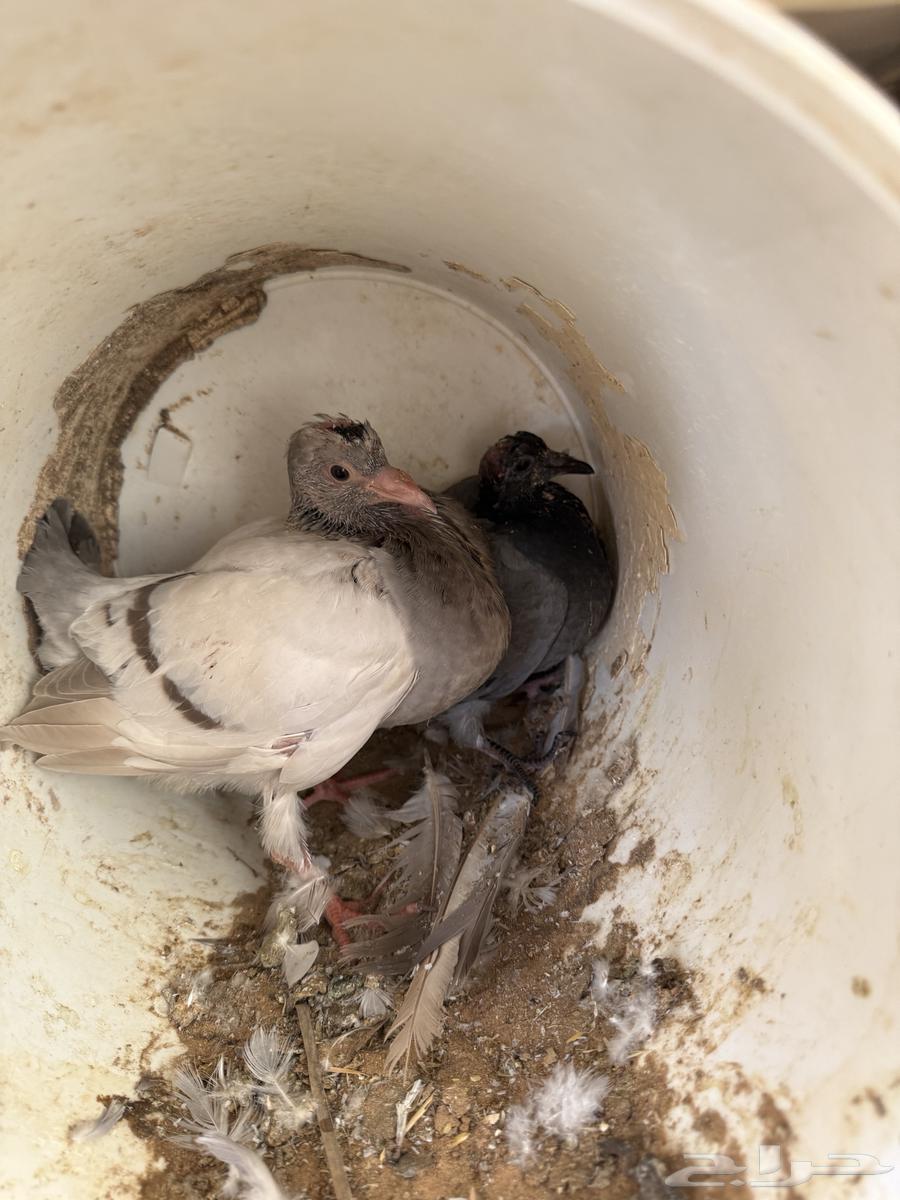 فراخة حمام زاجل ازرق وفرنسي ابيض وسلفر تم البيع.64343794240387110