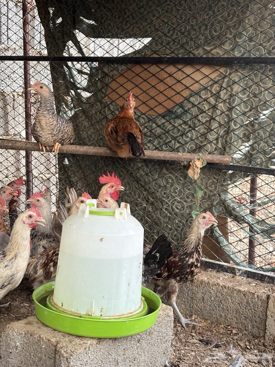 فرانيج بلدي64342653119362114