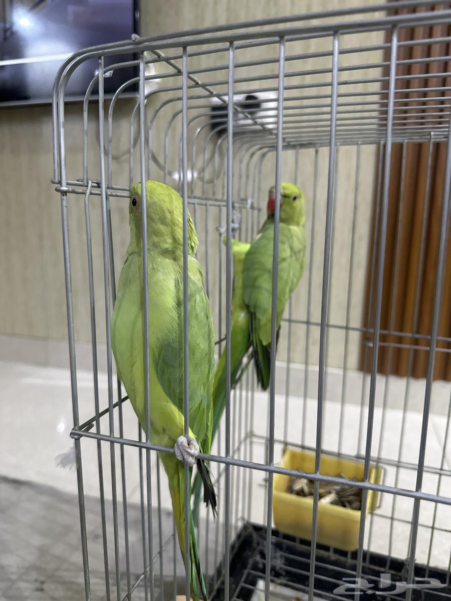 طيور الدورة64344377453569111