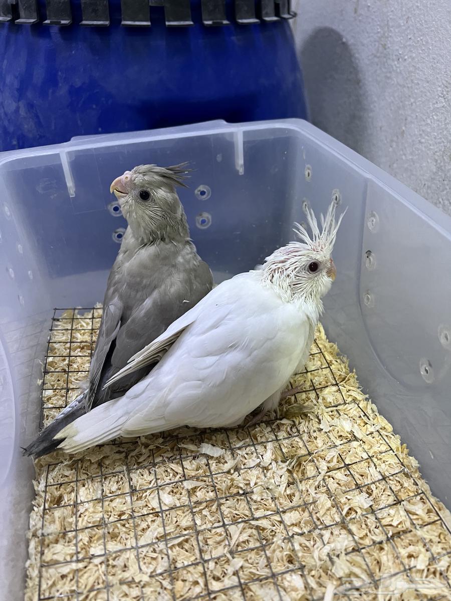 فروخ كوكتيل كروان64241577760386110