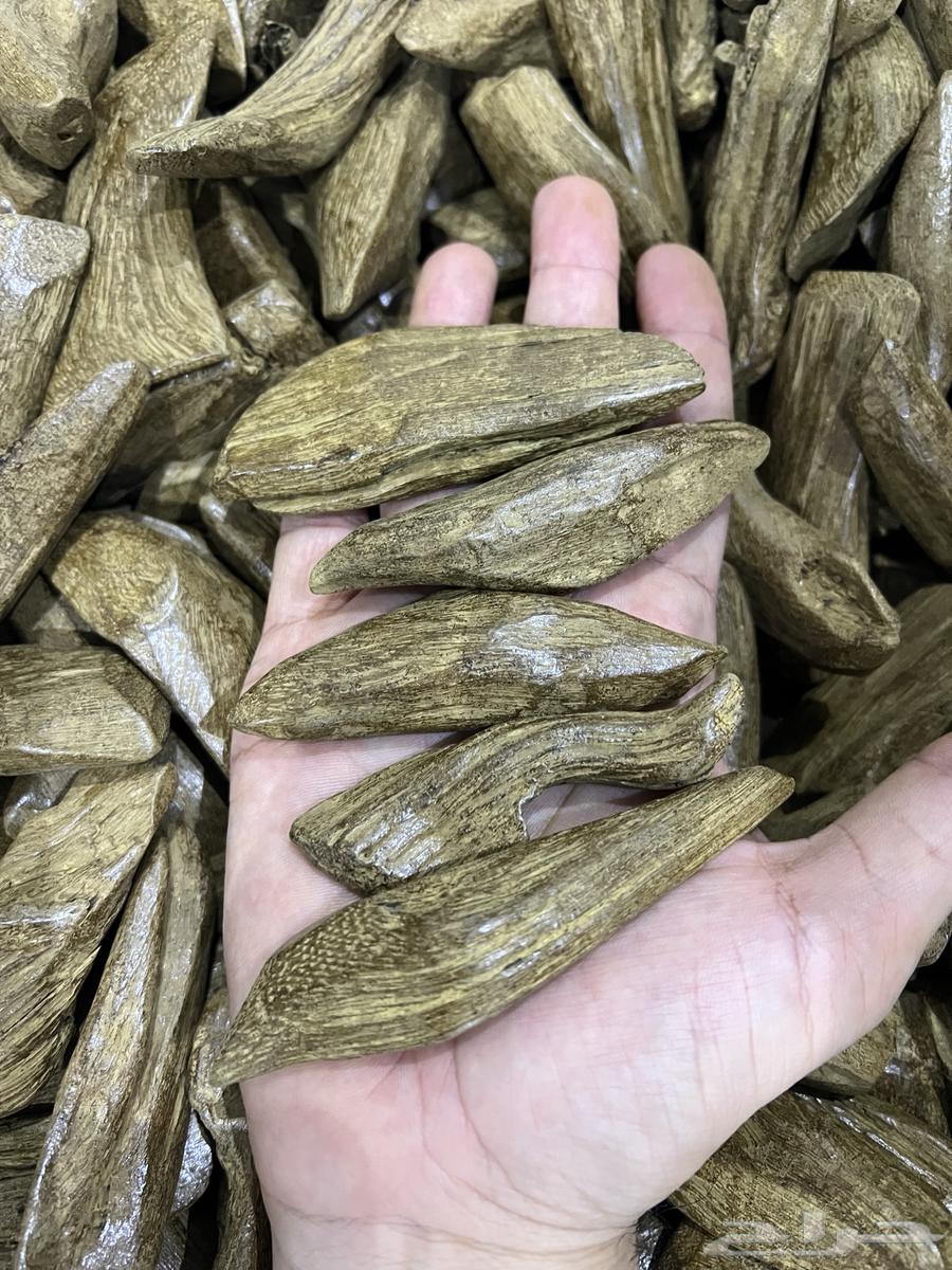 Moroccan Oud, Premium Quality for Burning Incense64339765754755111