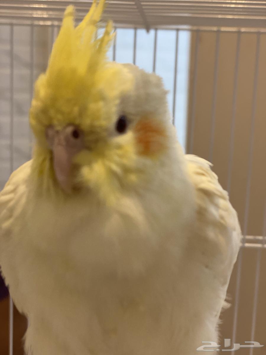 كروان لاتينو ضايع في شوران حي الروابي شارع عبدالله بن ميمون64342758249857113