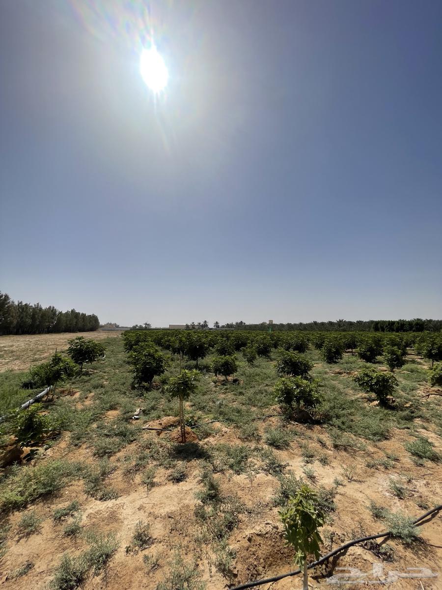 Date palms and fig trees64343612948097113