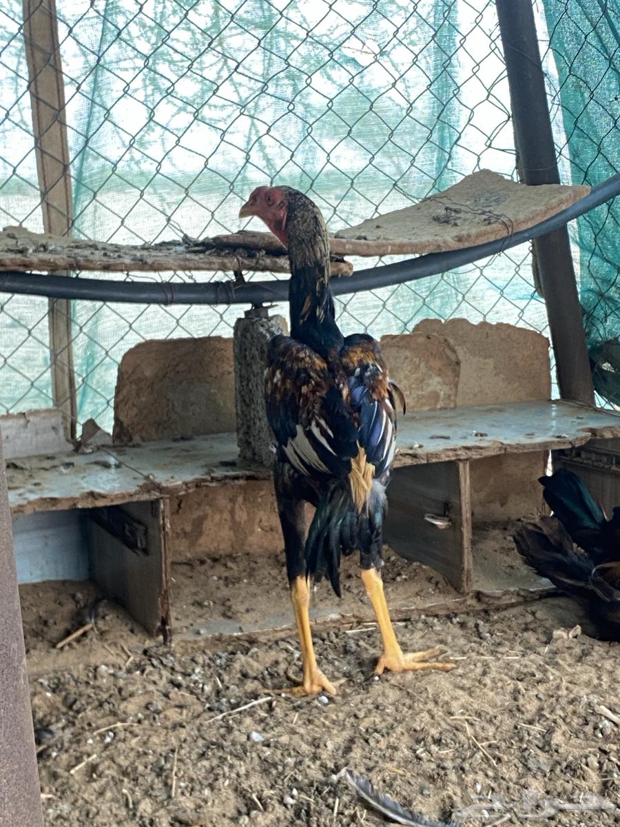 Shamo Japanese x Sindhi Rooster (Nawan)64063447983874112