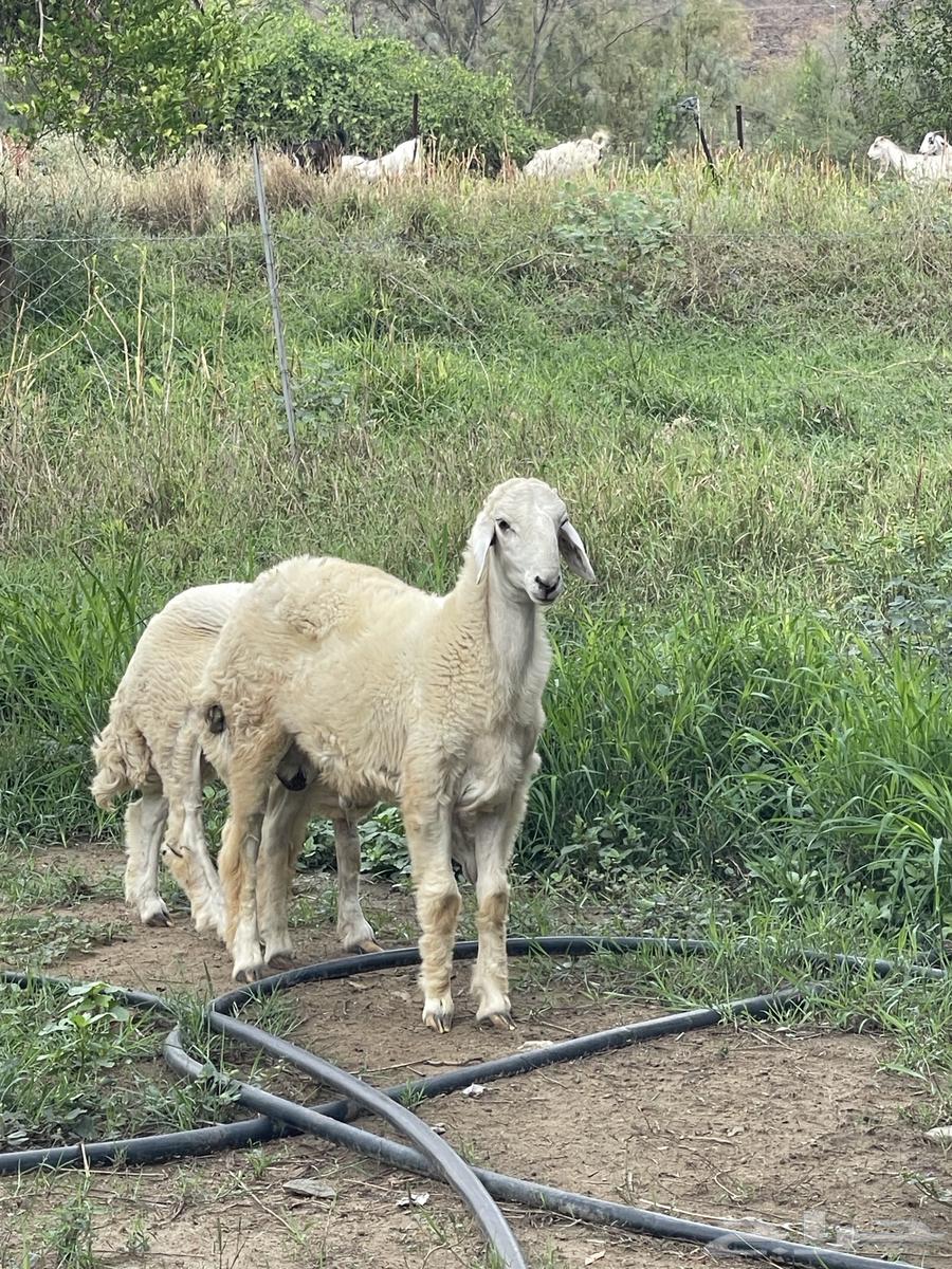 طليان للبيع64344243168130114