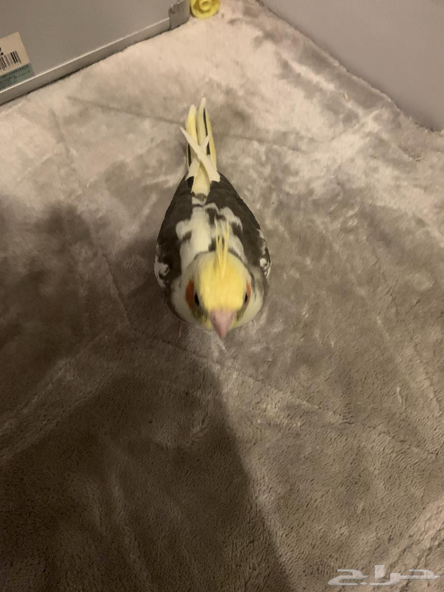 فرخ لاتنيو للبيع64237079331713110