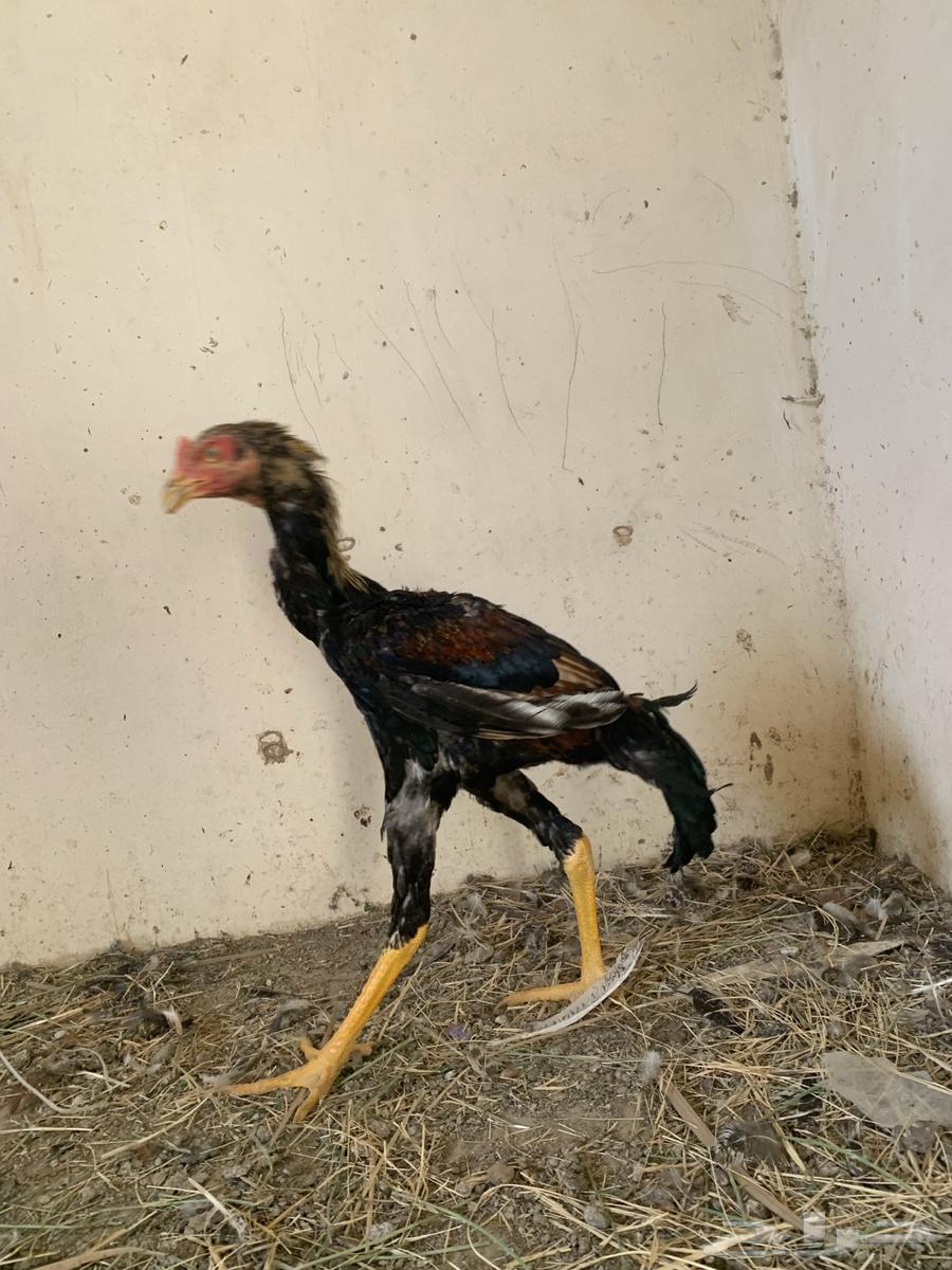 Hello, I'm presenting you a Pakistani rooster64338787329025113