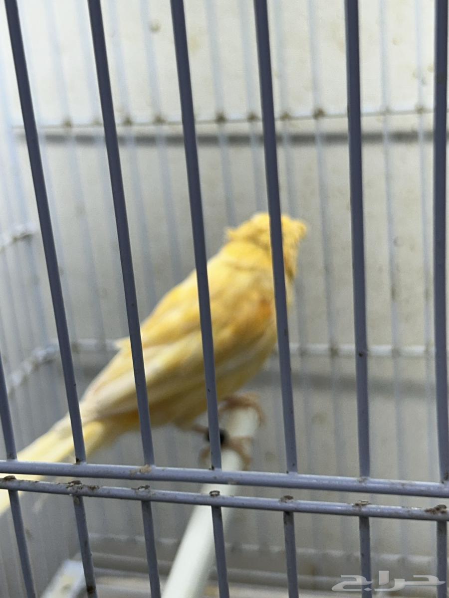 Singing Canary64343884887937114