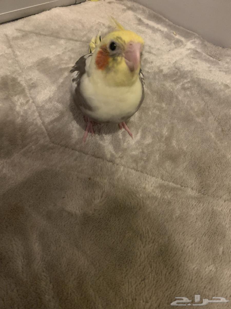 فرخ لاتنيو للبيع64237079331713111