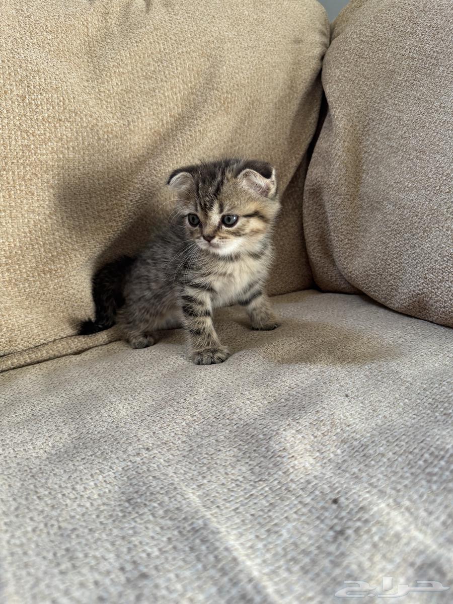 Scottish Fold Cat64343162519298111