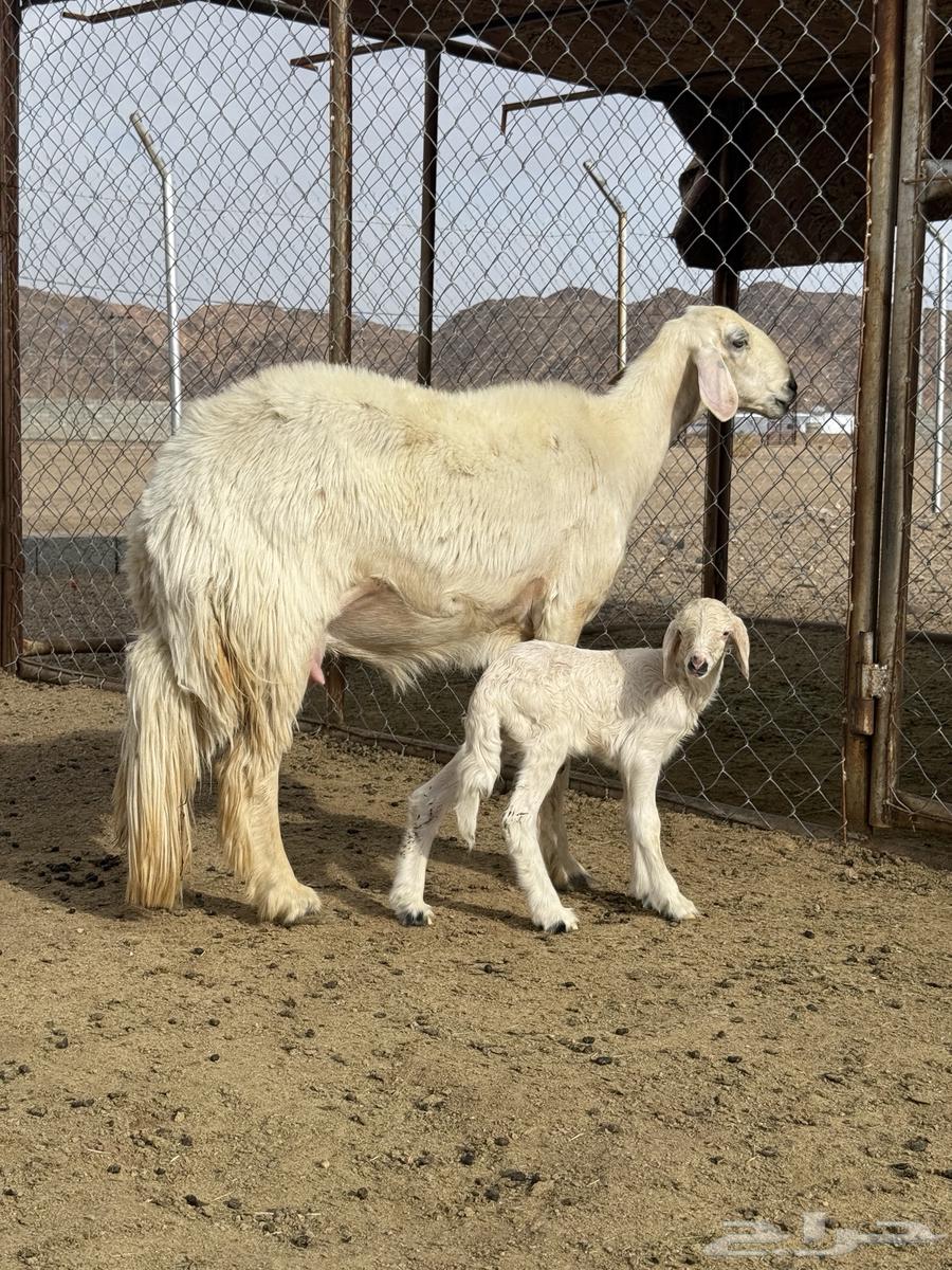 ثنيه صفراء صنف جبره64345641689985110