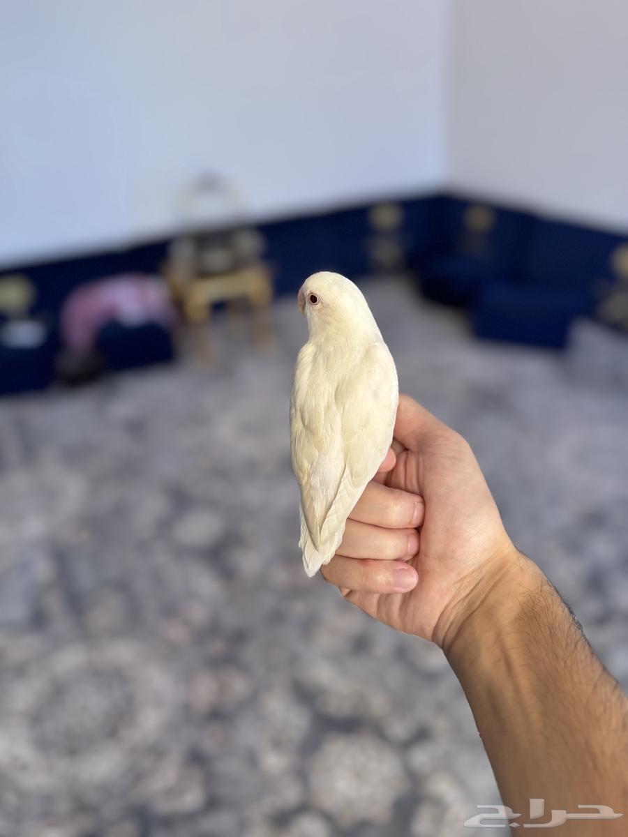 روز اليف وهدد ((نشبه))64342246327041113