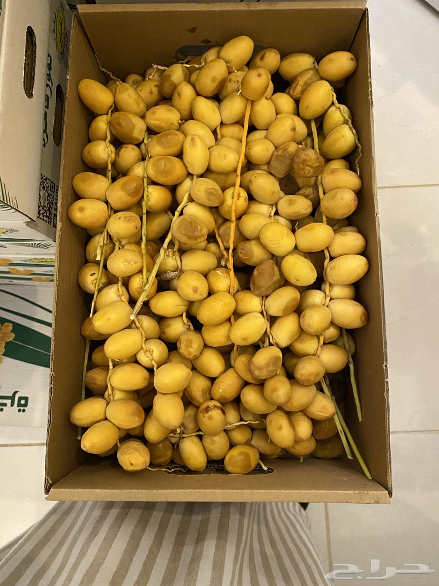 رطب برحي جديد الكرتون 5 كجم64338822571523114