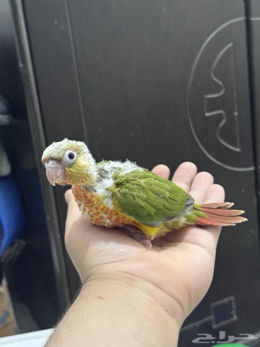 فروخ كنيور اناناس غر64232992911491111