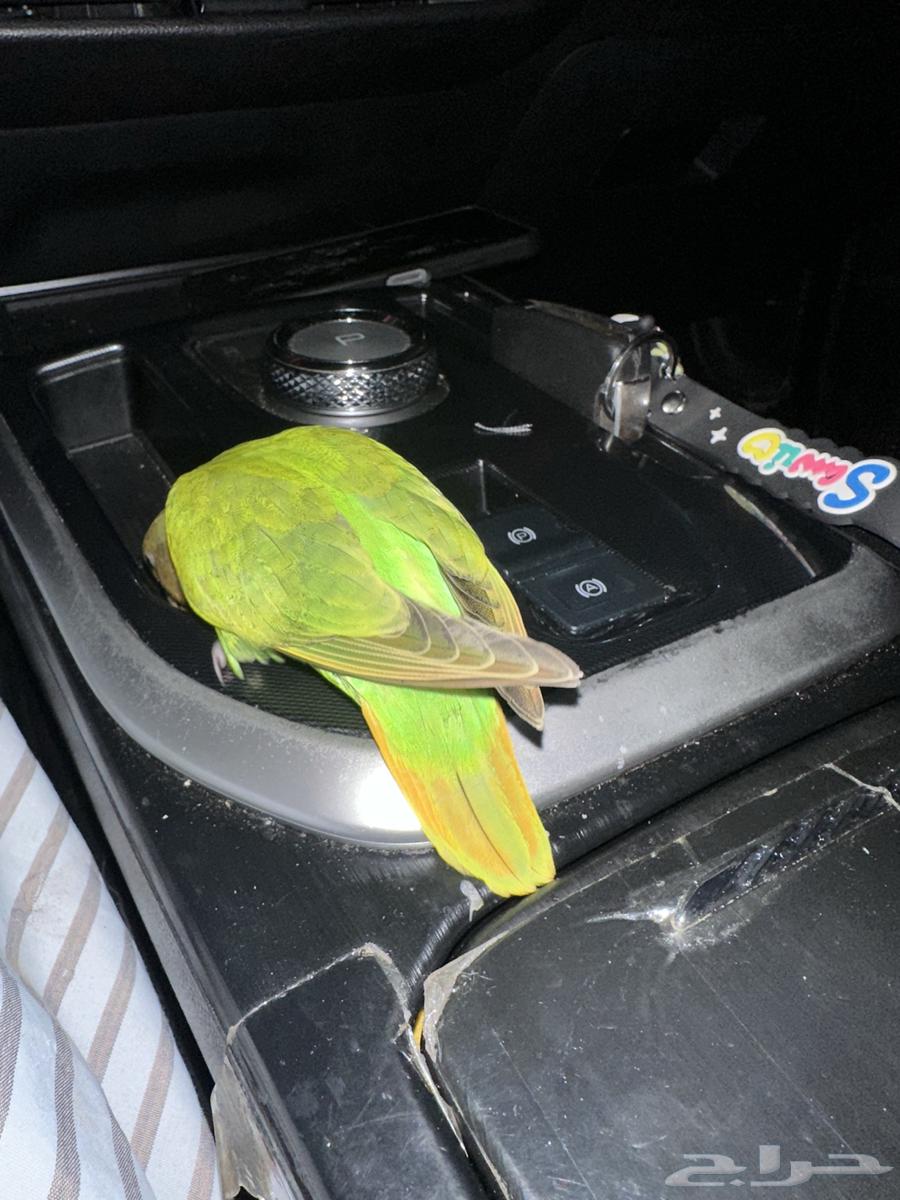 روز اليف للبيع64347144568706111