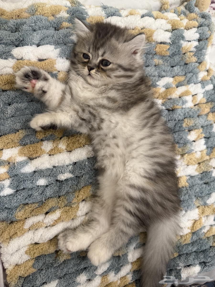 قطط كتنز للبيع64338838641667112