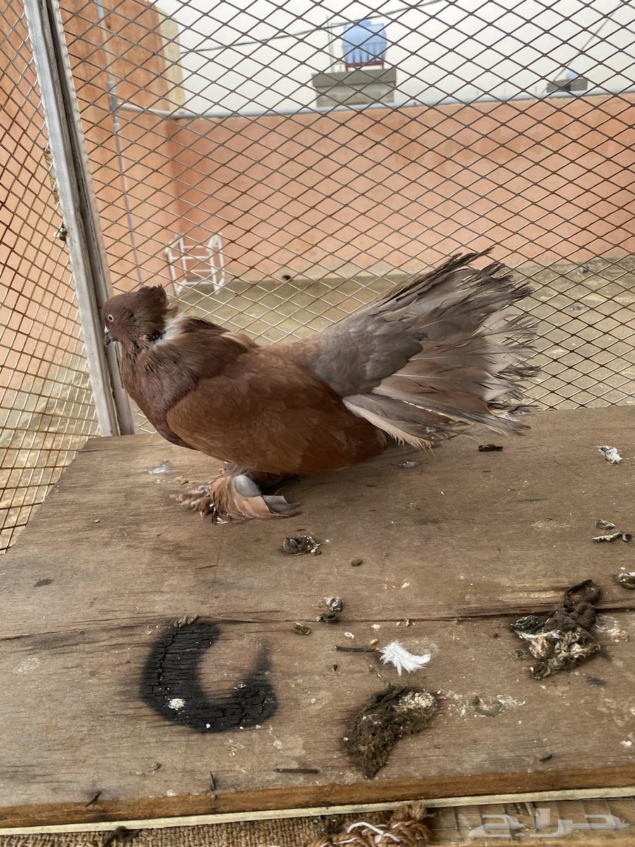 I have pigeon pairs in my loft and in the swing64343643569410114