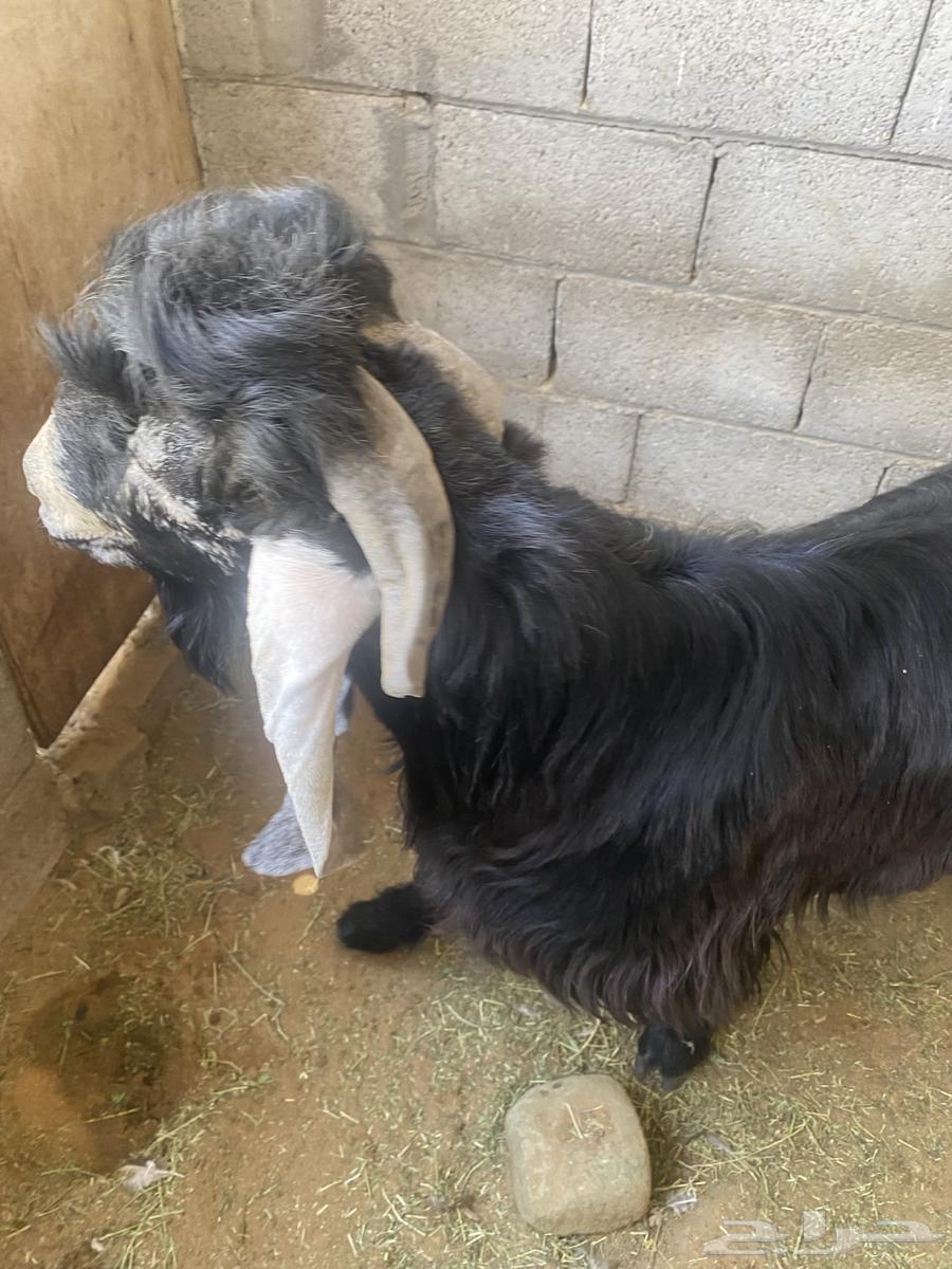 للبيع تيس عارضي معرف من الجهتين64339705519362111