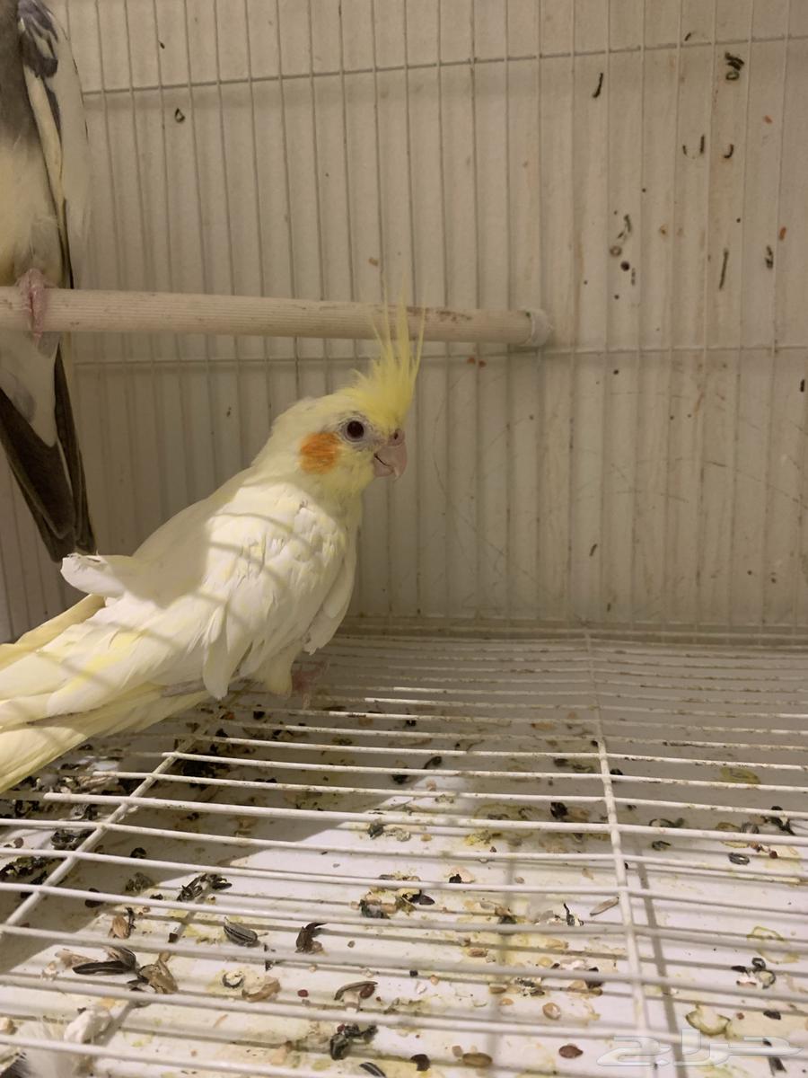 جوز كروان64341403715586110