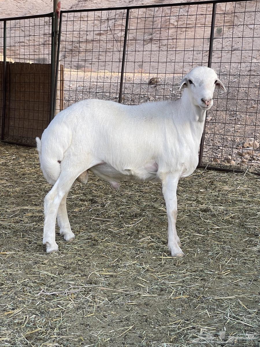 Free-range lamb, fully closed fat, top quality, conditions apply64340312526594110