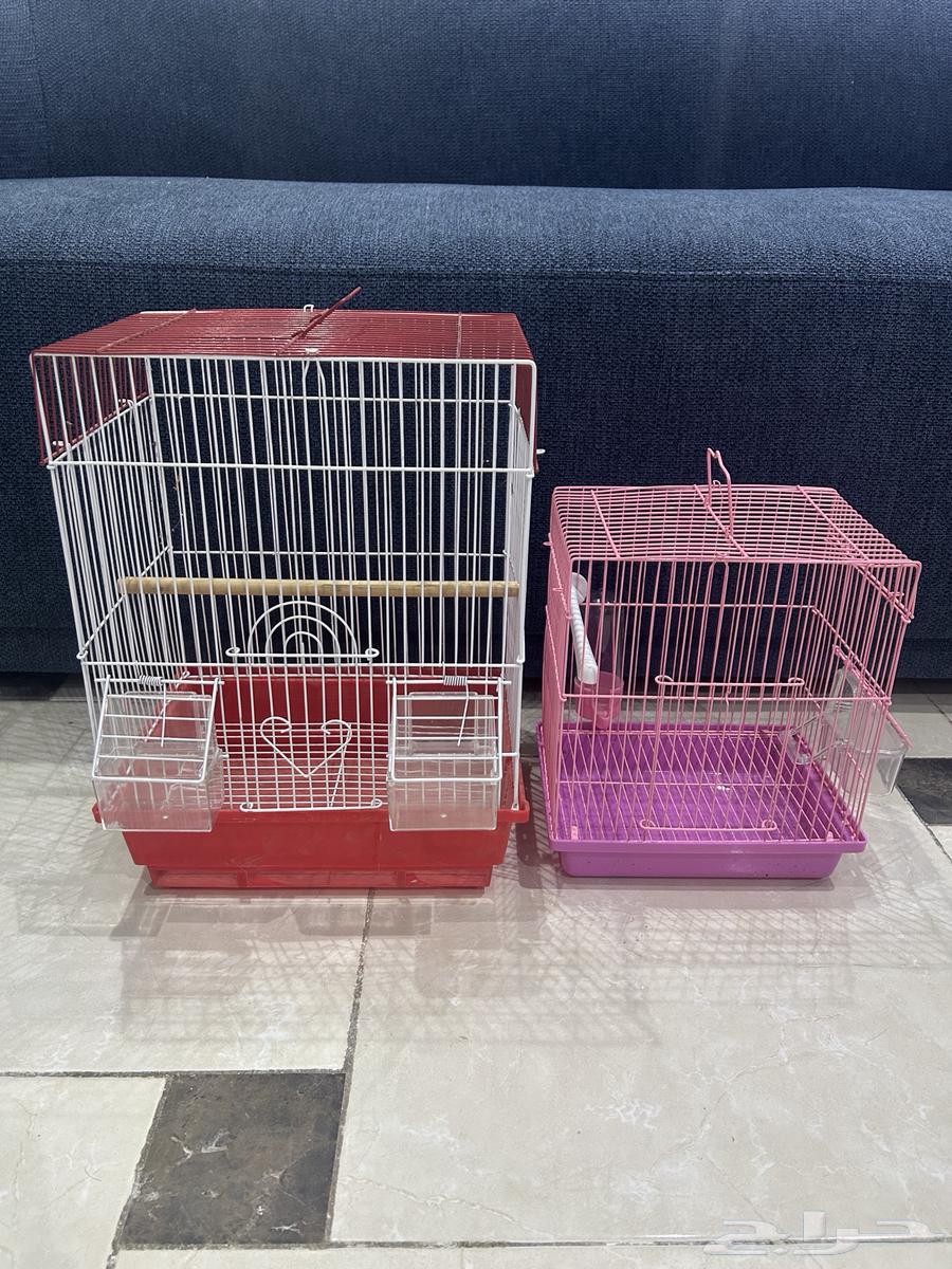 أربع طيور روز البيع على السوم64342156688643113