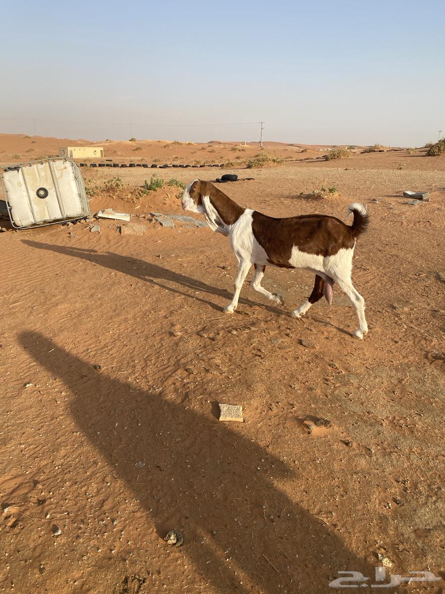 عنز هولنديه طيبه دافع64338391880195110