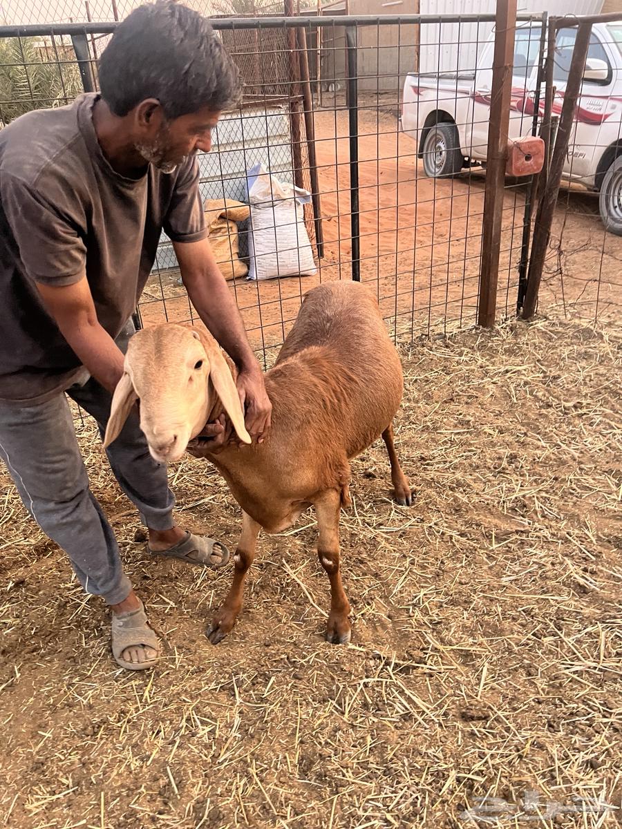 للبيع ساكني جذع فل الفل مرابي 4 شهور ( تم البيع)64346532171267110