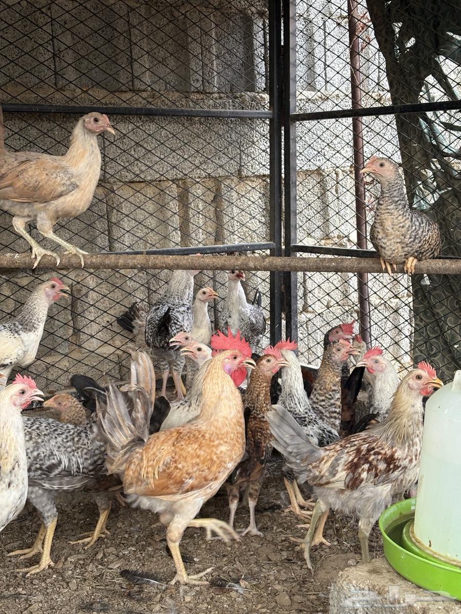 فرانيج بلدي64342653119362110